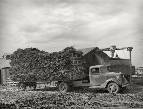 Photo showing: Hayride -- November 1939. At large dairy in Tom Green County, Texas, feed is delivered to a barn,
immediately chopped up and blown into a truck for transportation to feeding lot.