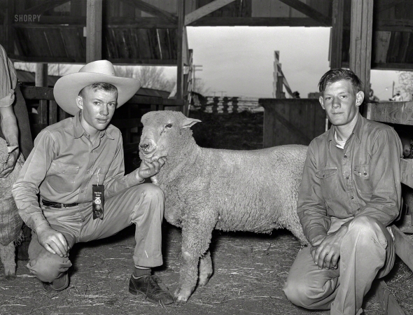 Photo showing: Animal Husbandry -- February 1940. San Angelo, Texas. 4-H Club boys from Tom Green County showing sheep at the Fat Stock Show.