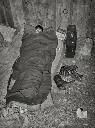 Photo showing: Counting Steers -- March 1940. Cowboy asleep in cattle show barn at San Angelo Fat Stock Show.