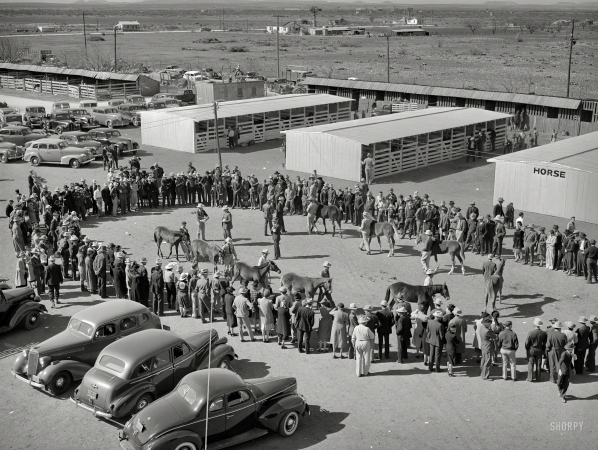 Photo showing: Pony Show -- March 1940. Judging of horses at the San Angelo Fat Stock Show. Many polo ponies are bred and raised in West Texas.
