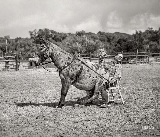 Photo showing: Back-Assward -- June 1940. Clown rider with his trick mule at rodeo. Quemado, New Mexico.