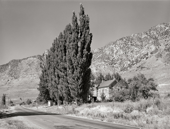 Photo showing: Rural Roots -- August 1940. Rural scene with Lombardy poplars used as windbreak. Box Elder County, Utah.