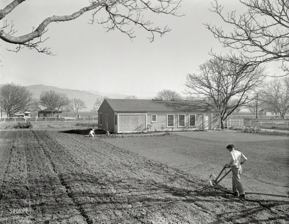 Photo showing: The Gardeners -- February 1936. El Monte, California, federal subsistence homesteads.