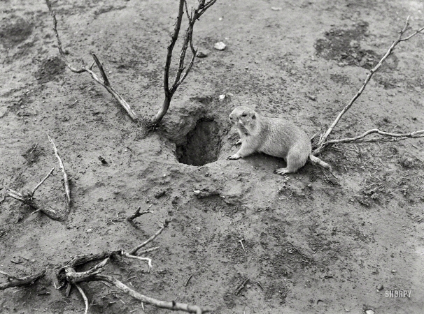 Photo showing: Groundhog Day -- Mr. Wood Chuck, circa 1939 somewhere in the U.S. of A.