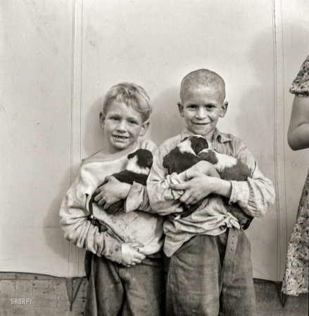 Photo showing: And Puppy-Dog Tails -- November 1938. Migrant cotton picker's children who live in a government tent, Shafter Camp, California.