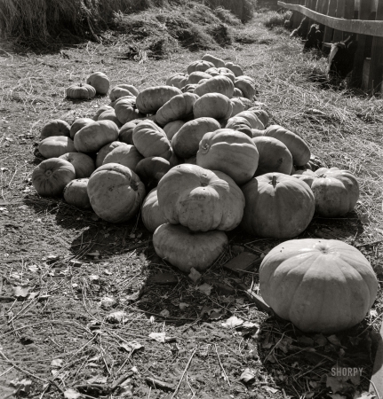 Photo showing: Pumpkins Aplenty -- November 1938. San Joaquin County, Calif. Pumpkins in barnyard to feed cows of rehabil­itation client.