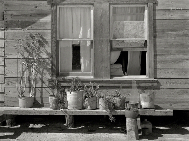 Photo showing: House and Garden -- February 1939. Bench of potted plants at side of home of Mexican day laborer. Near Santa Maria, Texas.