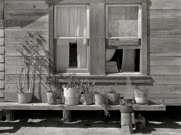 Photo showing: House and Garden -- February 1939. Bench of potted plants at side of home of Mexican day laborer. Near Santa Maria, Texas.