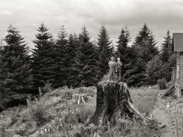 Photo showing: On the Stump -- August 1939. Western Washington subsistence farm, whittled out of the stumps.