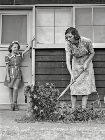 Photo showing: A Garden of Mums -- February 1942. Weslaco, Texas. Farm Security Administration camp. Garden in front of shelter.