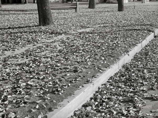 Photo showing: Crunch Time II -- November 1940. Dead leaves in the fall. Marysville, California.