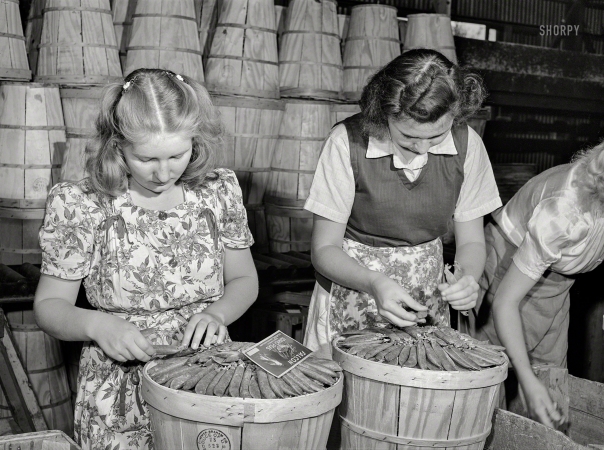Photo showing: Podcast -- June 1941. Dressing crates of peas for shipment. Canyon County, Idaho.