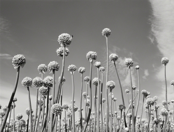 Photo showing: Gray Onions -- June 1941. Onion plants gone to seed. Canyon County, Idaho.