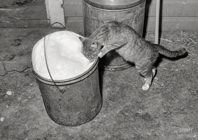 Photo showing: Dairy Inspector -- June 1941. The cat drinks foamy, fresh milk. Dairymen's Cooperative Creamery. Caldwell, Canyon County, Idaho.