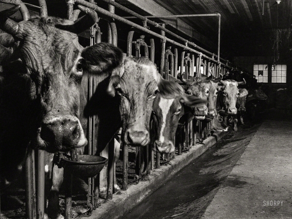 Photo showing: Cheshire Cows -- September 1940. Cows on the farm of Mrs. Dewitt Lasser, FSA  client near Cheshire, Connecticut.