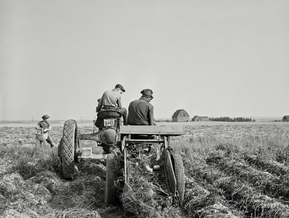 Photo showing: The Gleaners -- October 1940. Harvesting potatoes with a single-row tractor-drawn digger on a farm near Caribou, Maine.