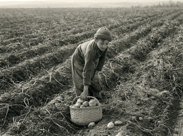 Photo showing: YouTubers -- October 1940. Boy picking potatoes on a large farm near Caribou,
Maine. Schools do not open until the potatoes are harvested.