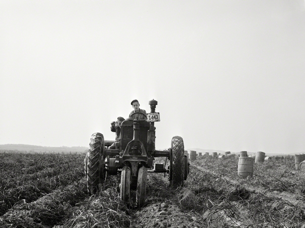 Photo showing: Spud Ranch -- October 1940. Harvesting potatoes with a single-row tractor-drawn digger on a farm near Caribou, Maine.