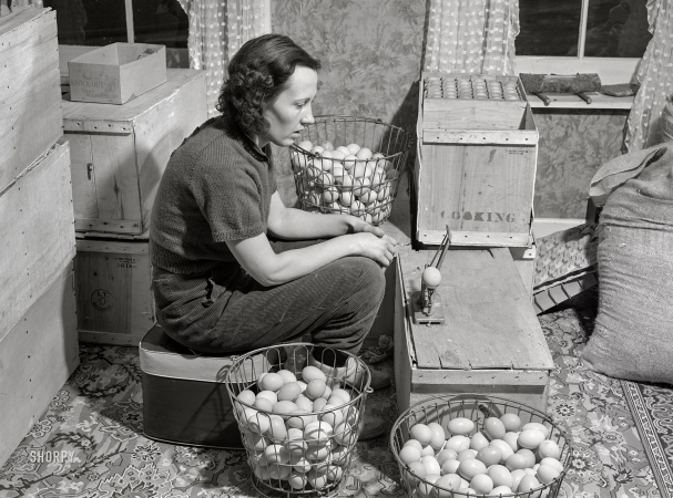 Photo showing: The Eggs and I -- December 1940. Mrs. Richard Carter, poultry farmer of Middleboro, Massachusetts ... 