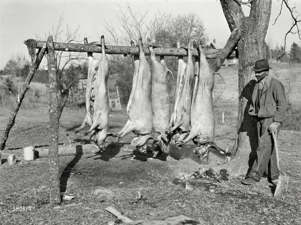 Photo showing: Swine Swing -- November 1939. Hog killing on Milton Puryear place.