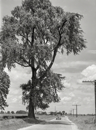Photo showing: Throwing Shade -- June 1940. Highway near Clarksdale, Mississippi Delta.