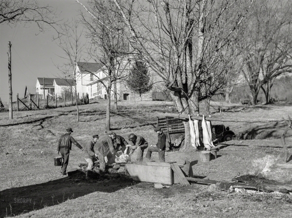 Photo showing: Murder, Oink -- November 1940. Hog killing near Luray, Virginia.