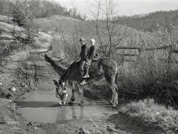 Photo showing: Duts Kids -- November 1940. Two of Dutton ('Dut') Calleb's sons watering the mule.
Southern Appalachian Project near Barbourville, Knox County, Kentucky.
