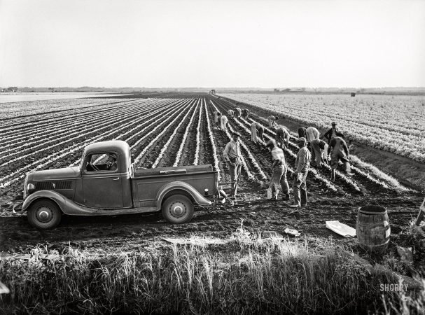 Photo showing: Sarasota Celery -- January 1941. Agricultural day laborers cultivating celery near Sarasota, Florida.