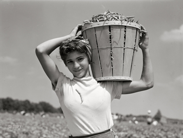 Photo showing: A Basket of Beans -- July 1941. Italian day laborer with basket of beans she
has just picked. Seabrook Farms, Bridgeton, New Jersey.
