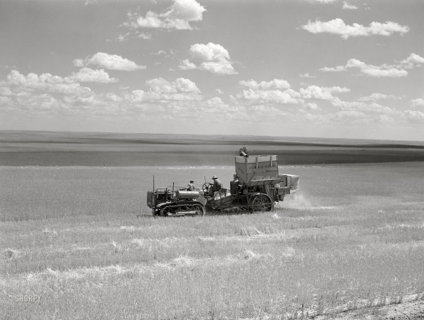 Photo showing: Rancho Glutenous -- August 1941. Harvesting with combines on Schnitzler Corporation wheat ranch at Froid, Montana.