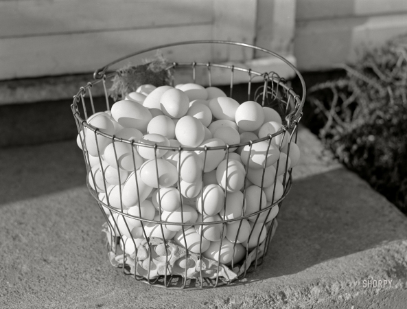 Photo showing: In One Basket -- September 1941. Waterloo, Nebraska. Eggs of Two Rivers Non-Stock Cooperative.