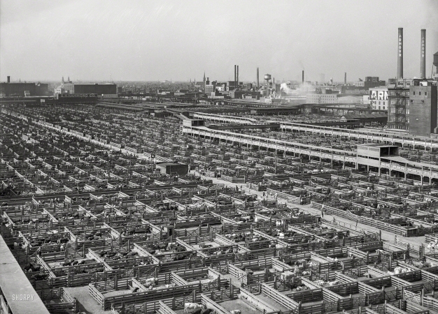Photo showing: Cowtown -- July 1941. Union Stockyards, Chicago.