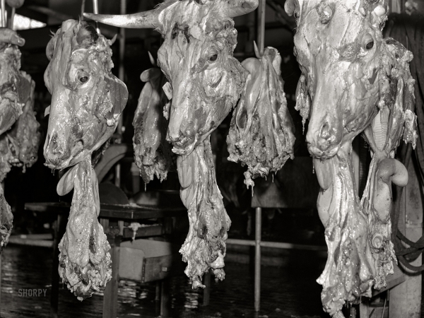 Photo showing: The Last Roundup II -- July 1941. Heads of beef cattle. Hormel meat-packing plant, Austin, Minnesota.