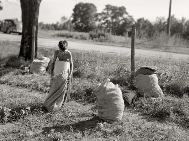 Photo showing: Full of Beans -- August 1941. Boy emptying beans into sack. Shawano County, Wisconsin.