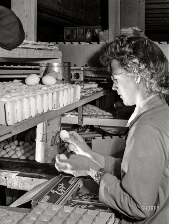 Photo showing: Grade B Dirties -- January 1942. Petaluma, Sonoma County, California. Candling eggs in an egg packing plant.
