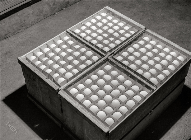 Photo showing: Egg Grid -- January 1942. Sonoma County, California. Eggs.