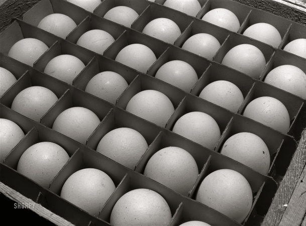 Photo showing: Easter Parade -- January 1942. Sonoma County, California. Eggs. (Poultry raising
exclusively for egg production on a scientific basis).