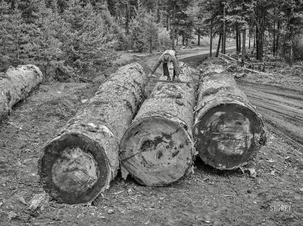 Photo showing: Lumber Numberer -- July 1942. Grant County, Oregon. Malheur National Forest. Measuring logs to determine board-feet.