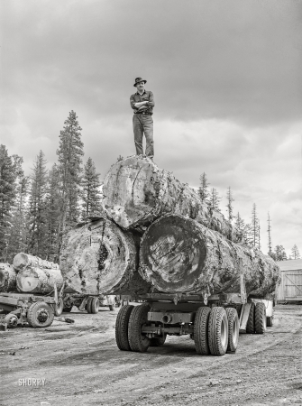 Photo showing: Three Trees -- July 1942. Grant County, Oregon. Malheur National Forest. Lumberjack on truckload of logs.