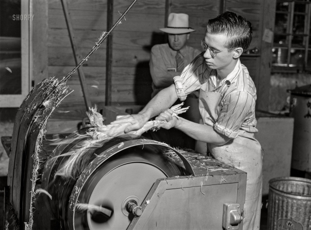 Photo showing: Power Plucker -- August 1941. Electric plucker removes every pin feather without a tear
in the skin. Enterprise co-op cannery. Coffee County, Enterprise, Alabama.