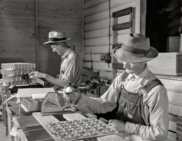 Photo showing: Medium Tedium -- June 1942. Escambia Farms, Florida. Grading eggs in the cooperative.