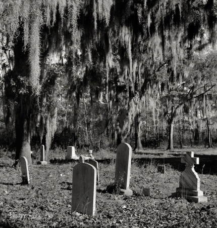 Photo showing: Rest in Moss -- December 1938. Church graveyard near Summerville, South Carolina.