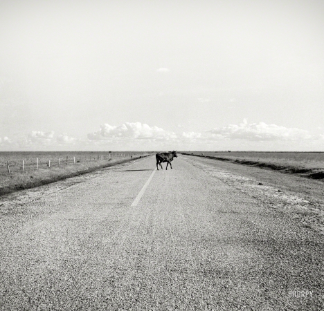 Photo showing: Open Range -- January 1939. Typical Florida country near Moore Haven.