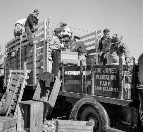 Photo showing: Bare Beach -- January 1939. Packing cabbages in truck to go to market near Belle Glade, Florida.
