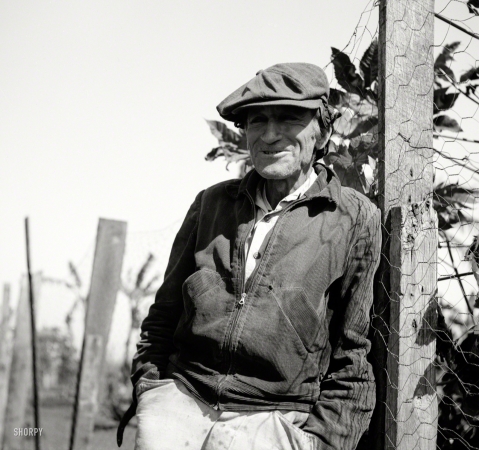 Photo showing: No Problem -- January 1939. Small truck farmer from North Carolina.
His neck was broken and is in a brace. Near Belle Glade, Florida.
