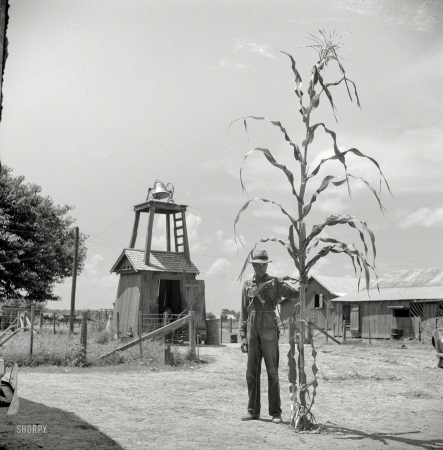 Photo showing: The Stalker -- August 1940. Extremely tall and excellent corn is also grown on the
King and Anderson cotton plantation near Clarksdale. Mississippi.