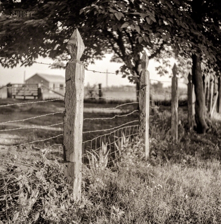 Photo showing: Pointed Posts -- August 1940. Fenceposts on King and Anderson Plantation, Clarksdale, Mississippi Delta, Mississippi.