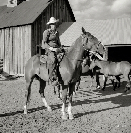 Photo showing: The Cardigan Cowboy -- August 1941. Cowboy and horse at the Quarter Circle U, Brewster-Arnold Ranch Co., Birney, Montana.
