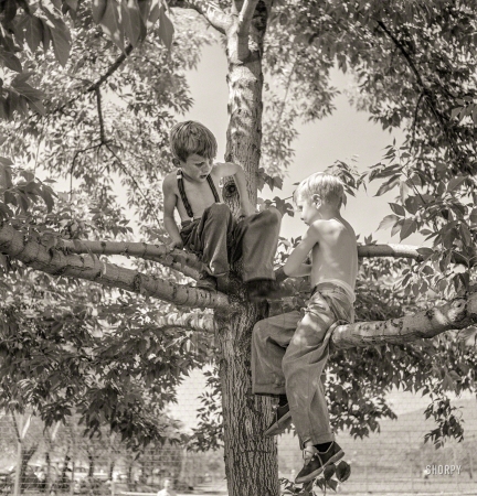 Photo showing: Up a Tree. -- July 1942. Klamath Falls, Oregon. Boys in city park on a Sunday afternoon.