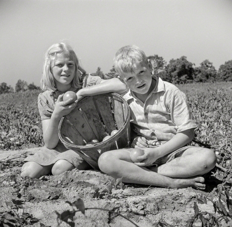 Photo showing: Just Picked -- August 1941. Children of Maryland farmer helping harvest the tomato crop. Dorchester County, Maryland.